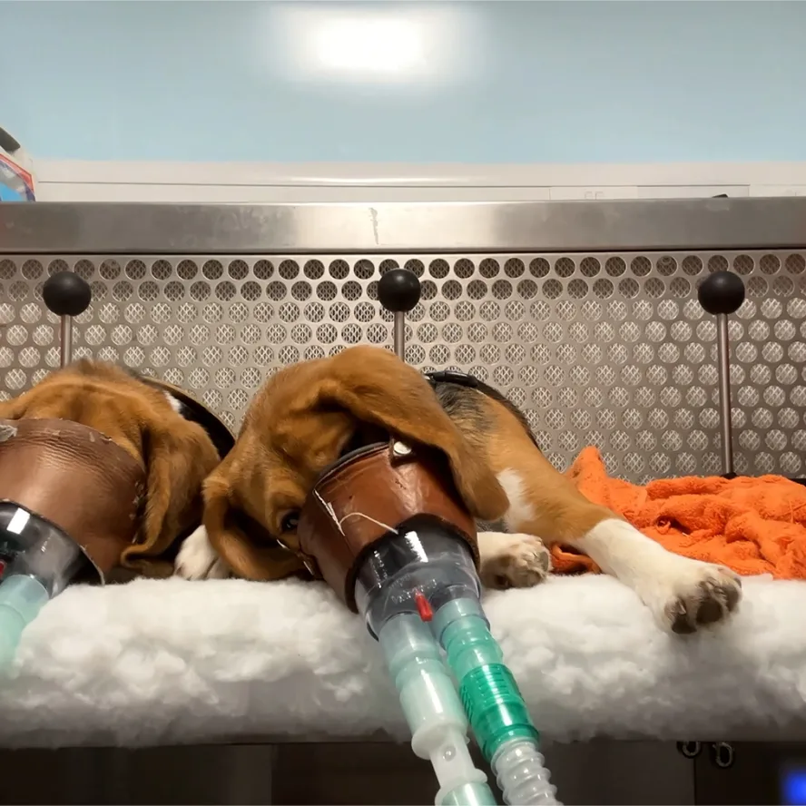 Hundar som utsätts för hemskt djurforsök