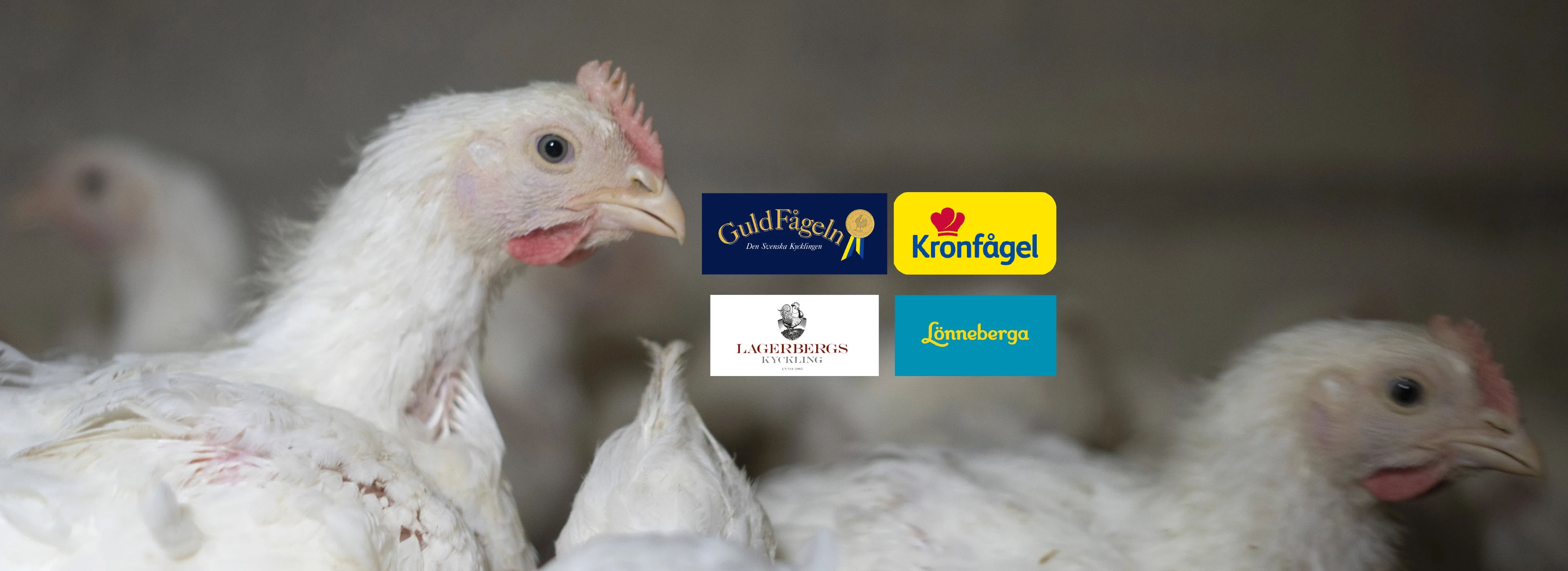 Systematic animal cruelty in Sweden’s chicken slaughterhouses | Project ...