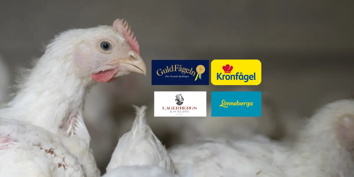 Djurens Rätt kräver öppenhet från kycklingföretagen