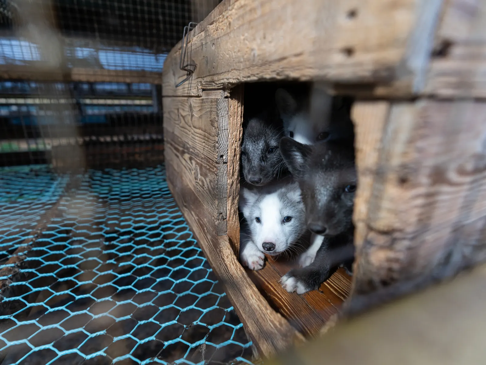 Rävvalpar på pälsdjursfarm i Finland.
