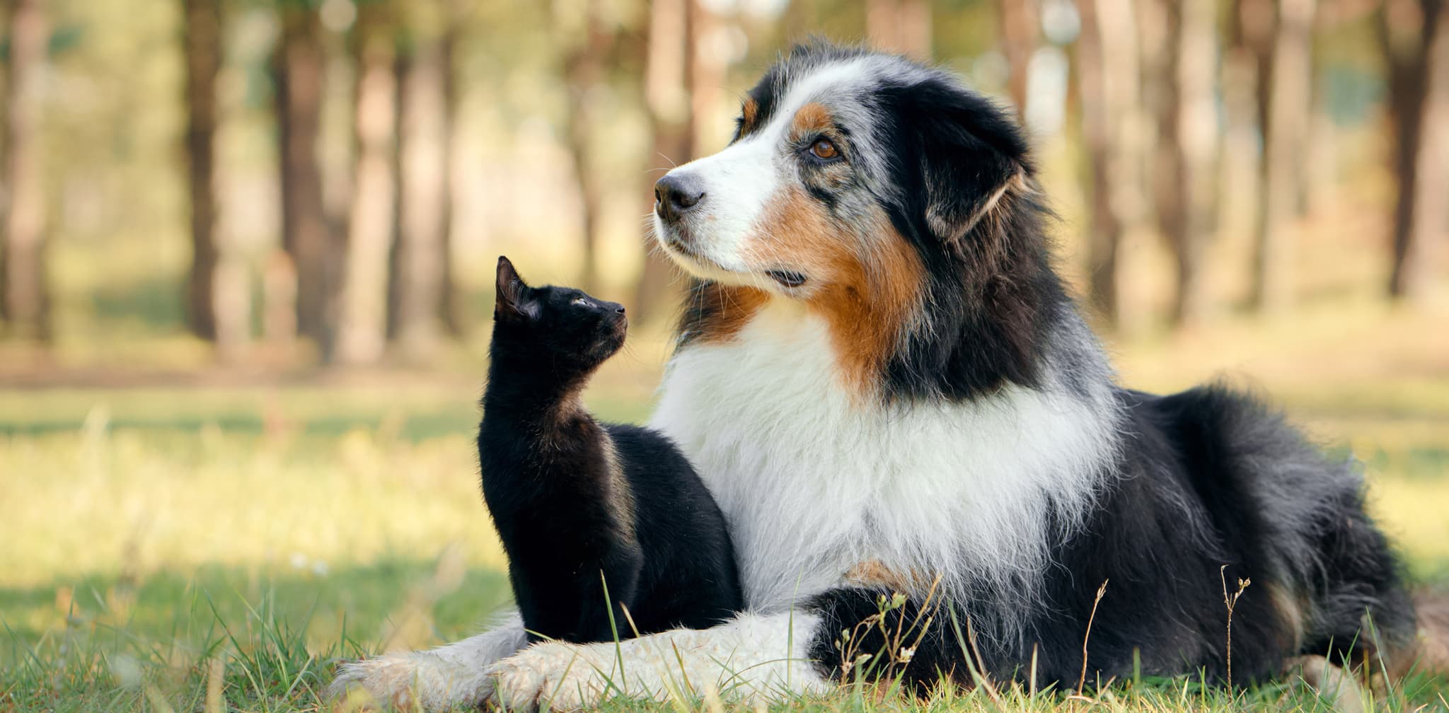 En katt och hund tillsammans.