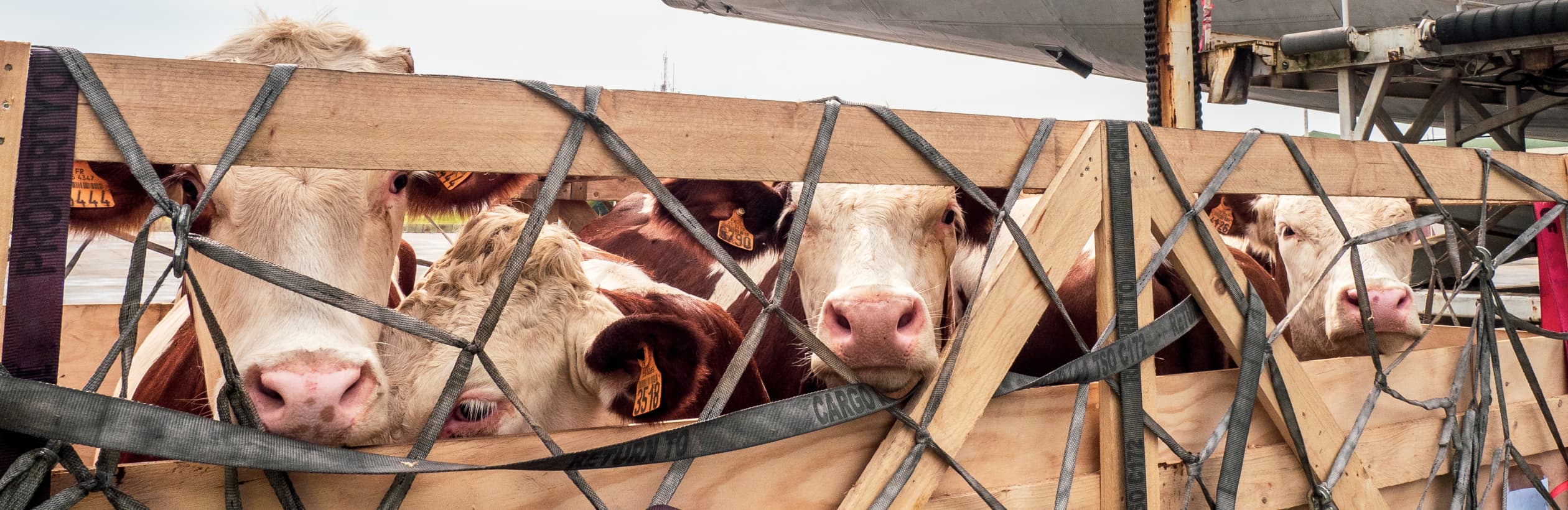 Cows in crowded transport