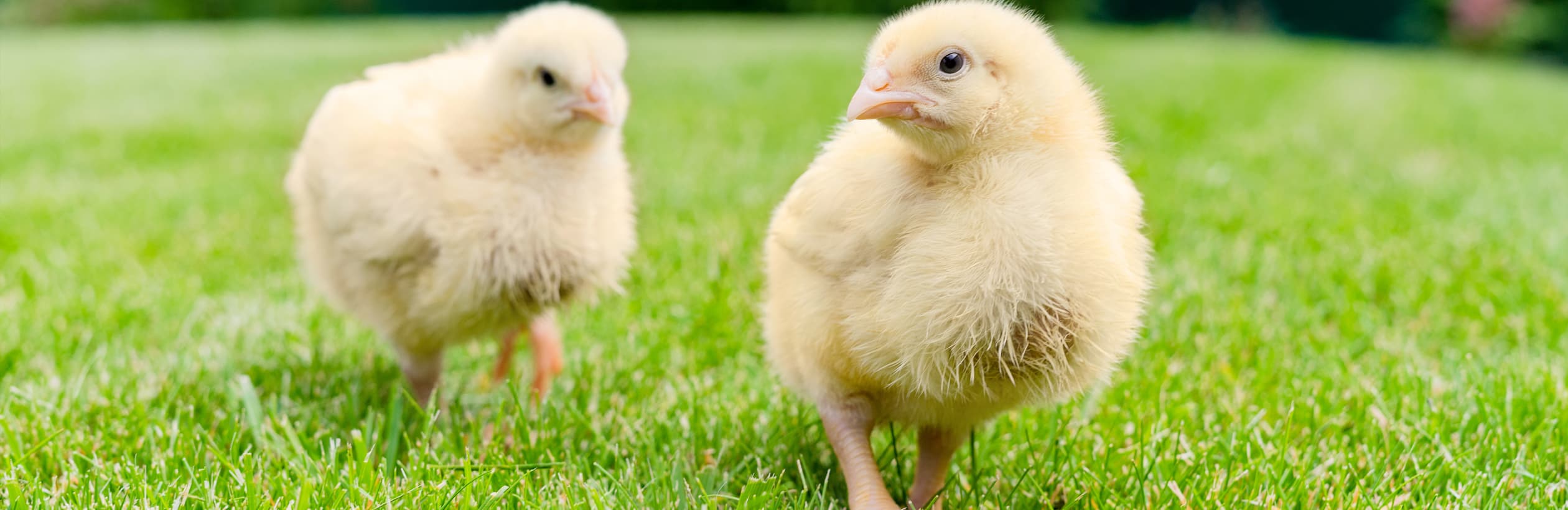 Two small chickens on green grass.