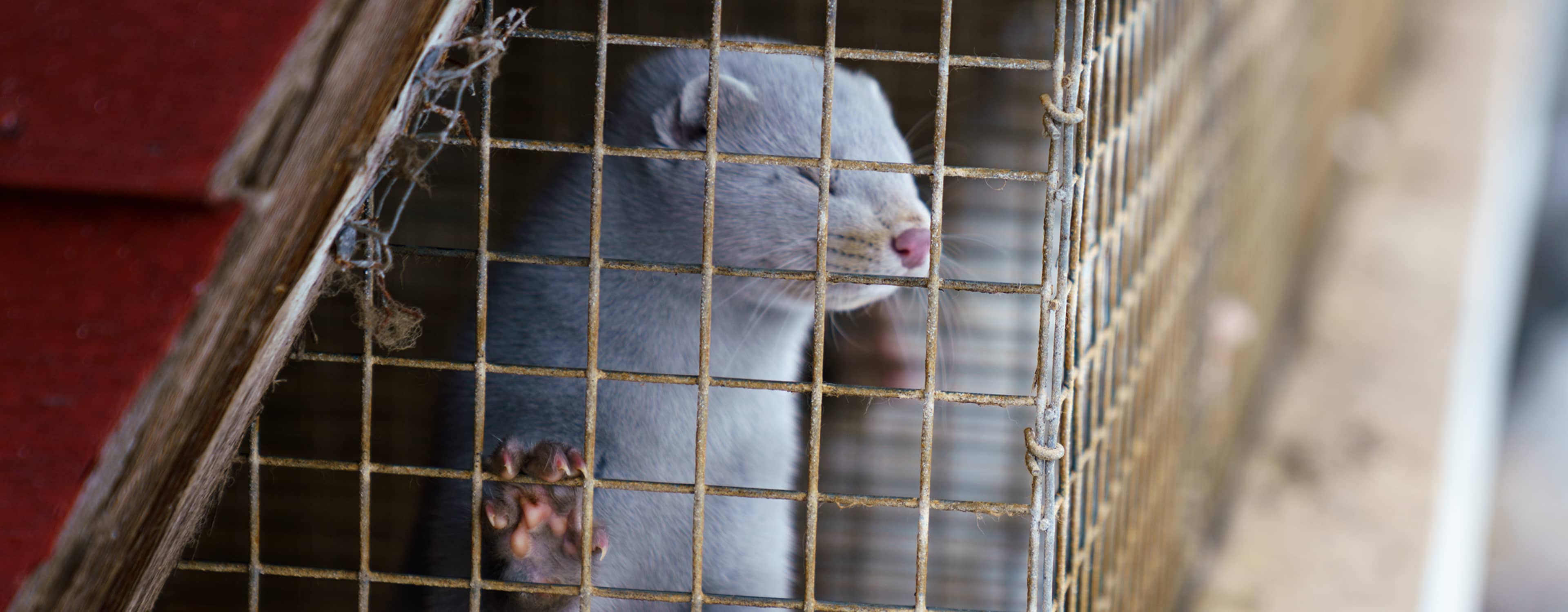 Mink i bur som lever under fruktansvärda förhållanden.