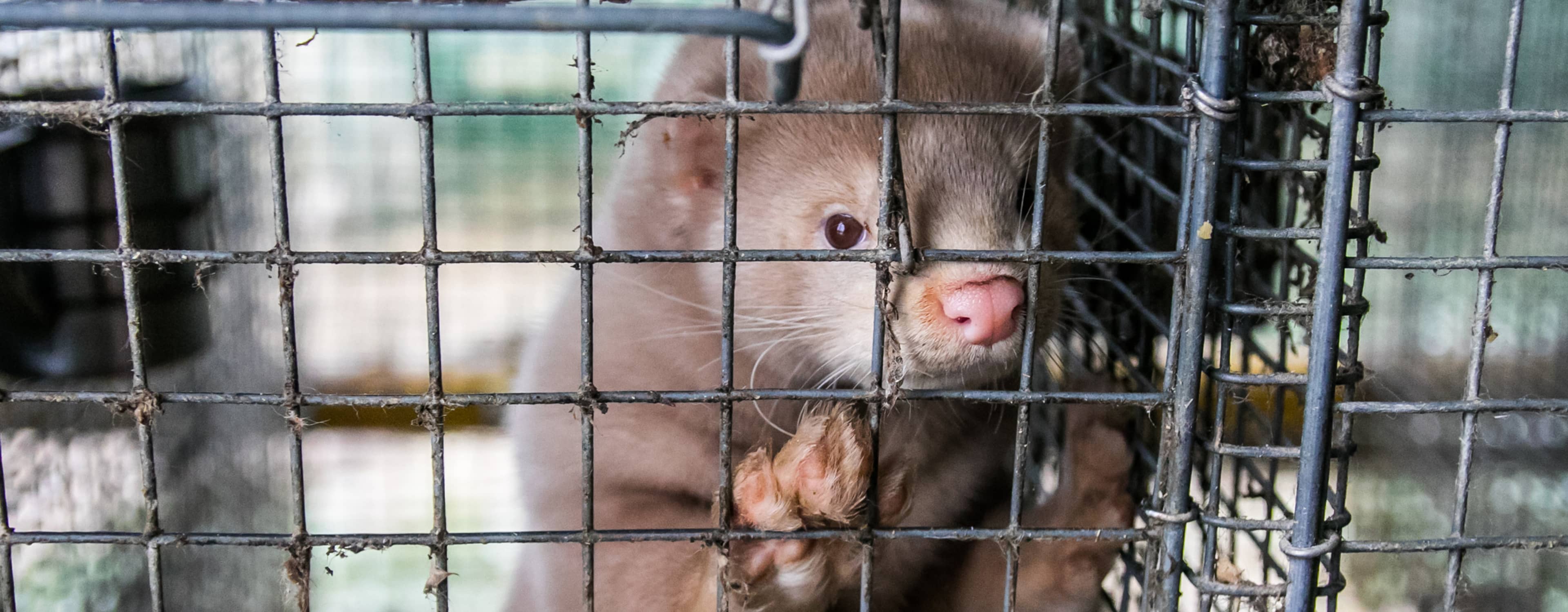 Mink i en trång gallerbur på en minkfarm