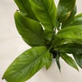 The Peace Lily (Spathiphyllum) with self-watering pot image 2
