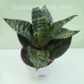 Dwarf Snake Plant (Sansevieria trifasciata 'Hahnii') with self-watering pot image 2