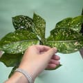 Aglaonema Pink Dots Thailand Imported Plant with self-watering pot image 3