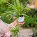 Spider Plant (Chlorophytum comosum) with self-watering pot image 2