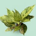 Aglaonema Golden Papaya with self-watering pot | Chinese Evergreen Care image 2