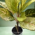 Aglaonema Golden Papaya with self-watering pot | Chinese Evergreen Care image 3