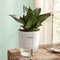 Dwarf Snake Plant (Sansevieria trifasciata 'Hahnii') with self-watering pot image 1