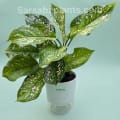 Aglaonema Pink Dots Thailand Imported Plant with self-watering pot image 1