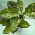 Aglaonema Pink Dots Thailand Imported Plant with self-watering pot image 2