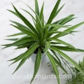 Spider Plant (Chlorophytum comosum) with self-watering pot image 3