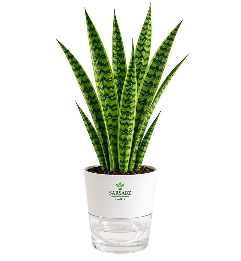 Green Zebra Snake Plant (Sansevieria Snake Plant) with Self–Watering Pot