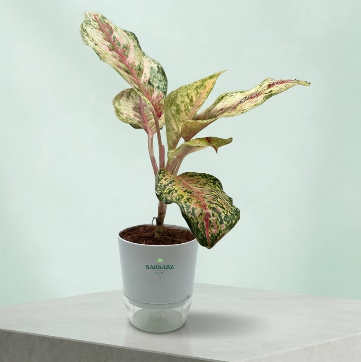 Aglaonema Pink Dalmatian (Chinese Evergreen) with self-watering pot