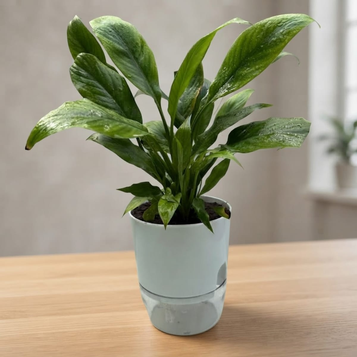The Peace Lily (Spathiphyllum) with self-watering pot