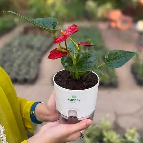 Red Anthurium Plant with Self-Watering Pot in Pakistan