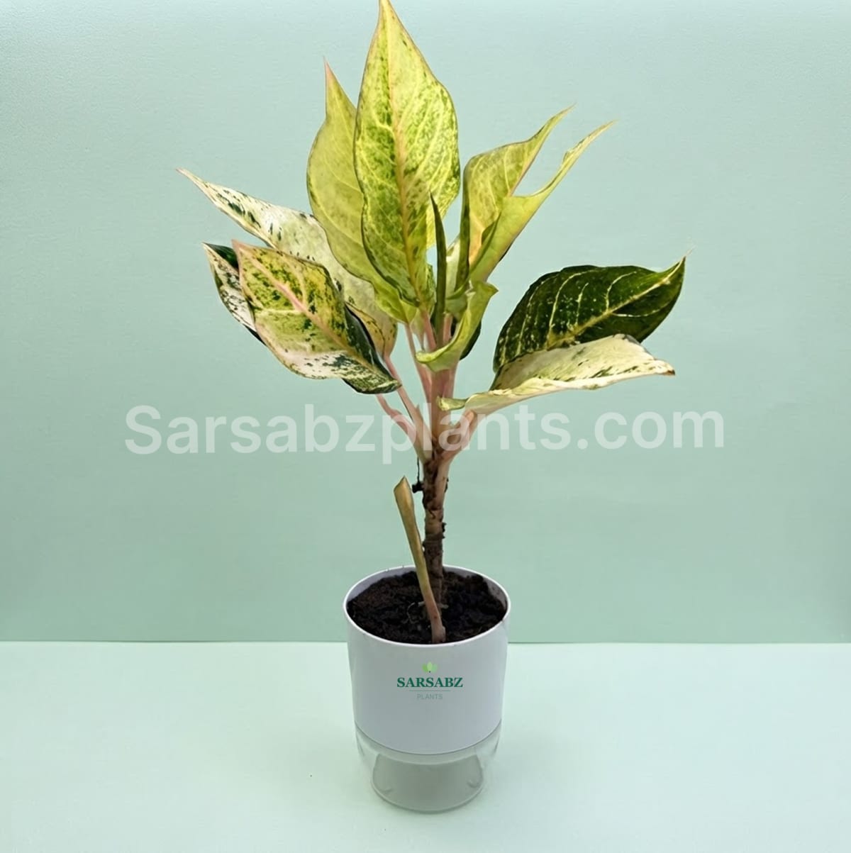 Aglaonema Golden Papaya with self-watering pot | Chinese Evergreen Care
