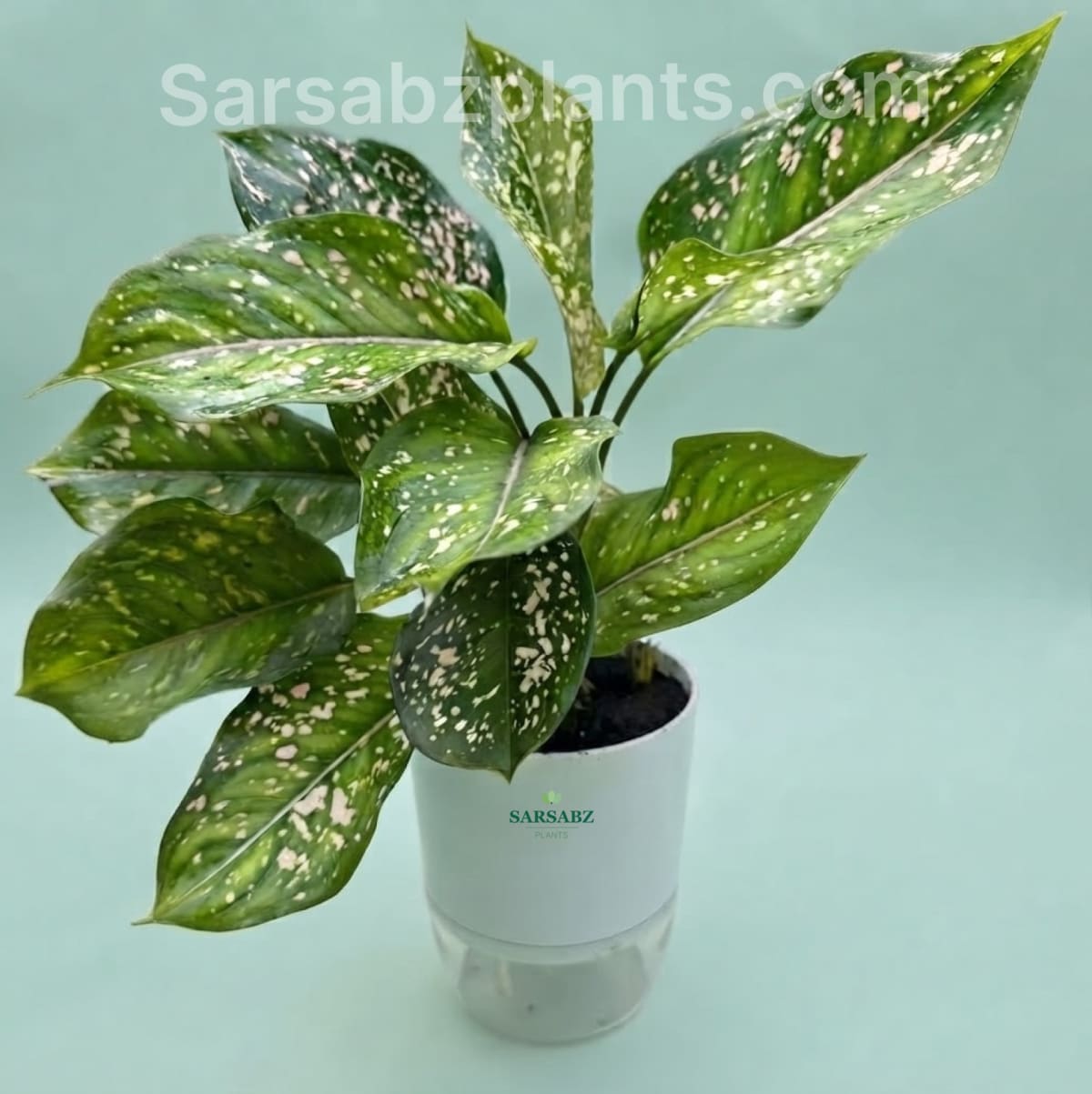 Aglaonema Pink Dots Thailand Imported Plant with self-watering pot