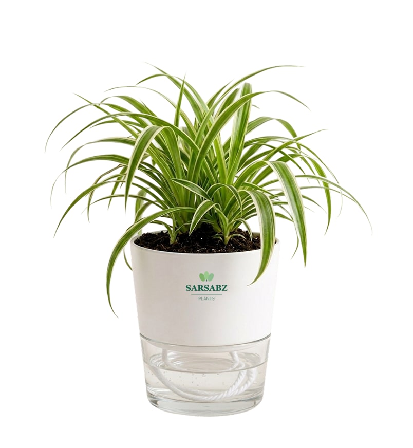 Spider Plant with Self-Watering Pot