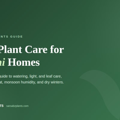 The Complete Indoor Plant Care Guide for Pakistani Homes