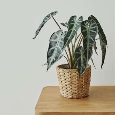 Kitchen Plants
