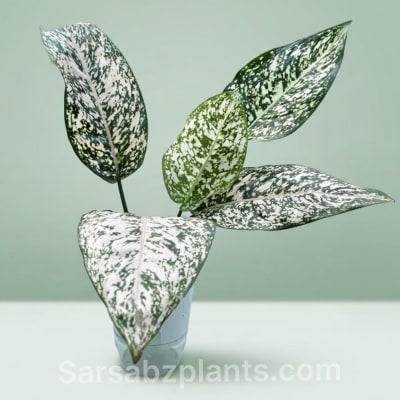 Aglaonema Snow White with self-watering pot — Air Purifying Plants