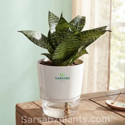 Dwarf Snake Plant (Sansevieria trifasciata 'Hahnii') with self-watering pot — Air Purifying Plants