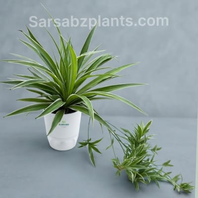 Spider Plant (Chlorophytum comosum) with self-watering pot — Air Purifying Plants