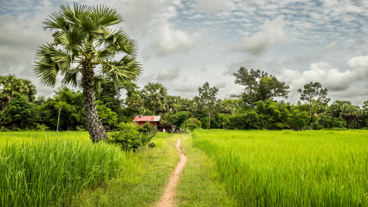 O1. Cambodge à la folie