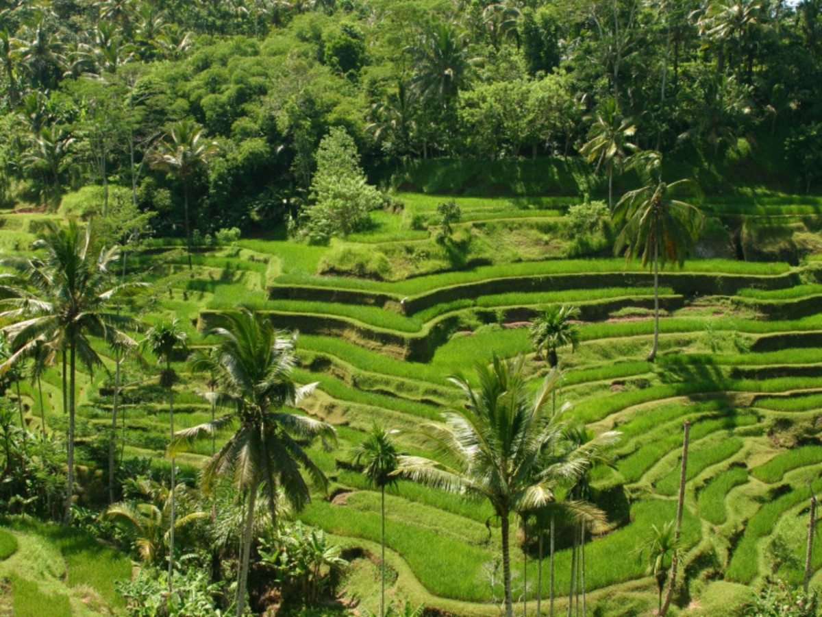 Tropicale Bali -11 nuits - 1