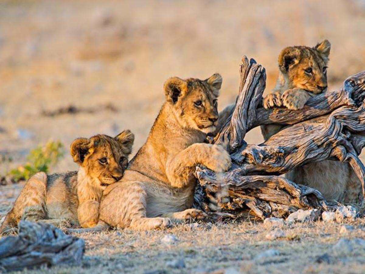 Parcours Namibien 2026 - 3