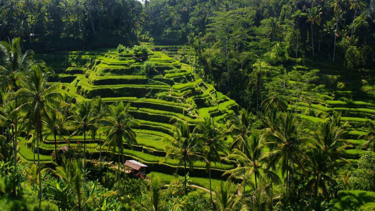 Circuit Tropicale Bali