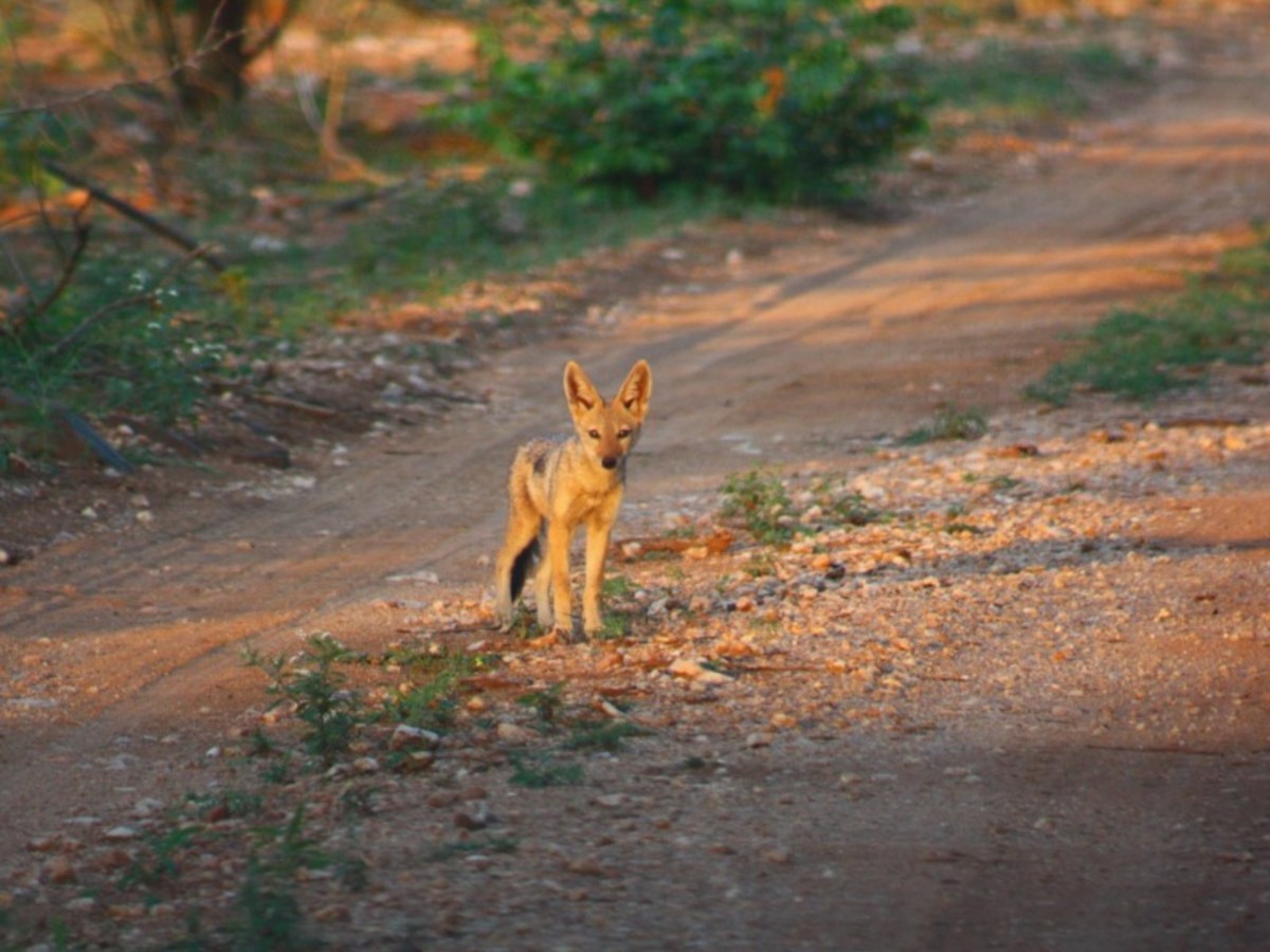 Patchwork Sud Africain 2026 - 10
