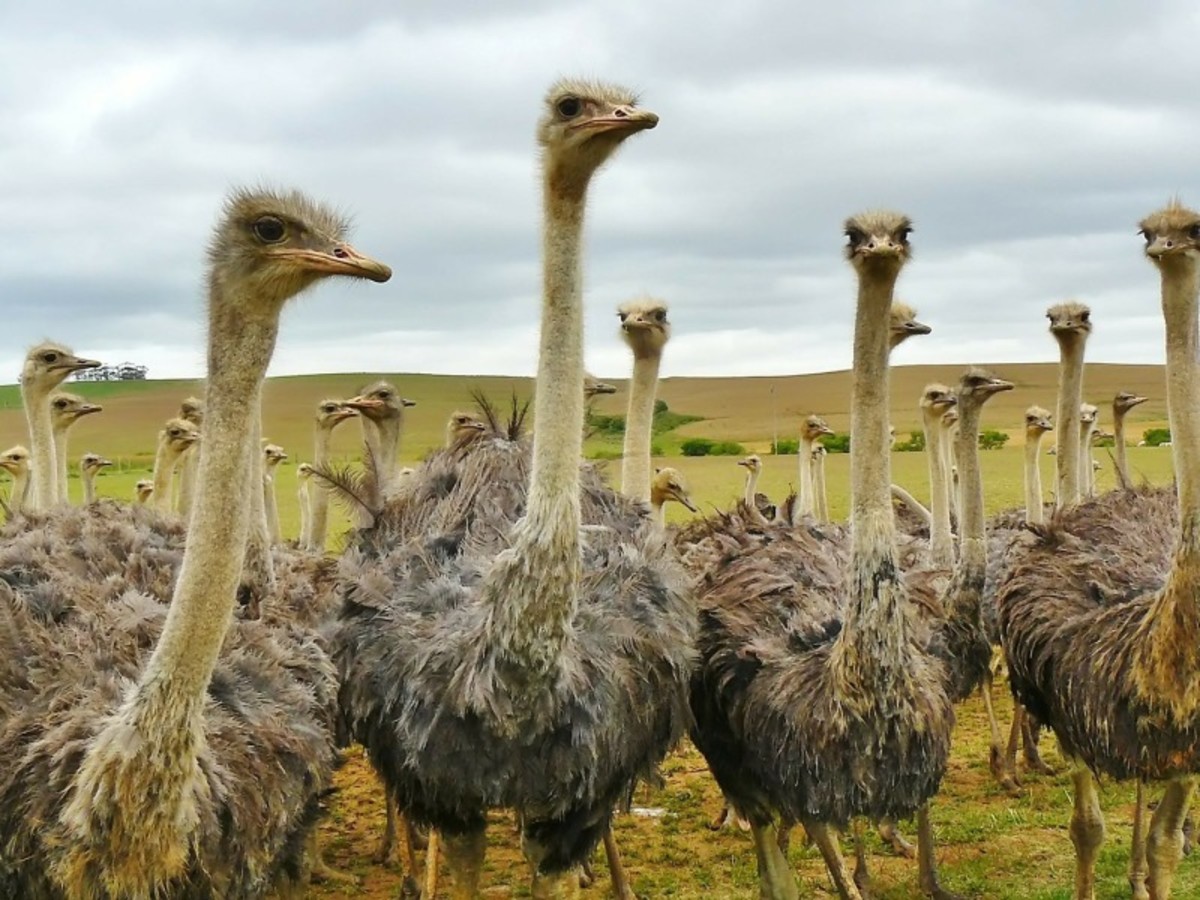 Patchwork Sud Africain Et Victoria Falls 2026 - 5