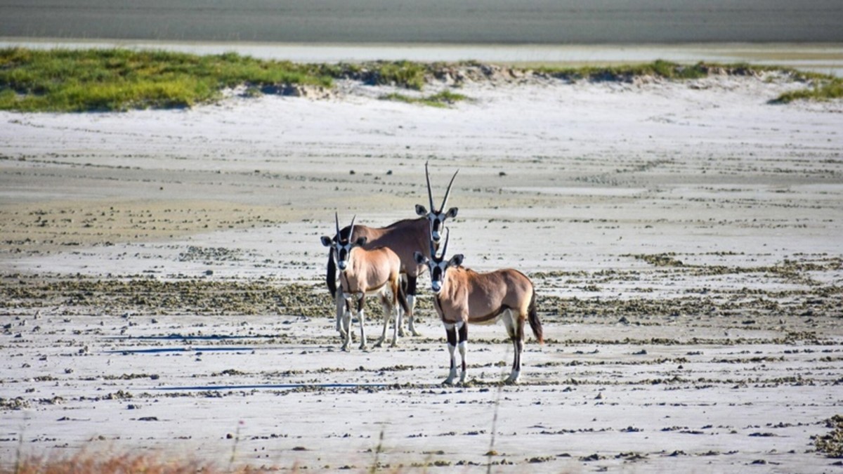 Parcours Namibien 2026