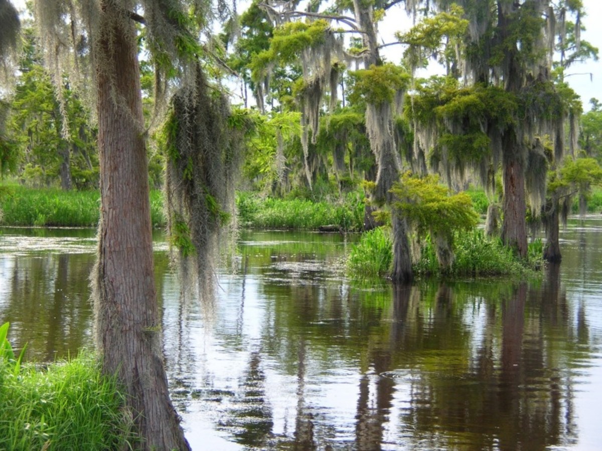 Bayous Et Plantations - 4