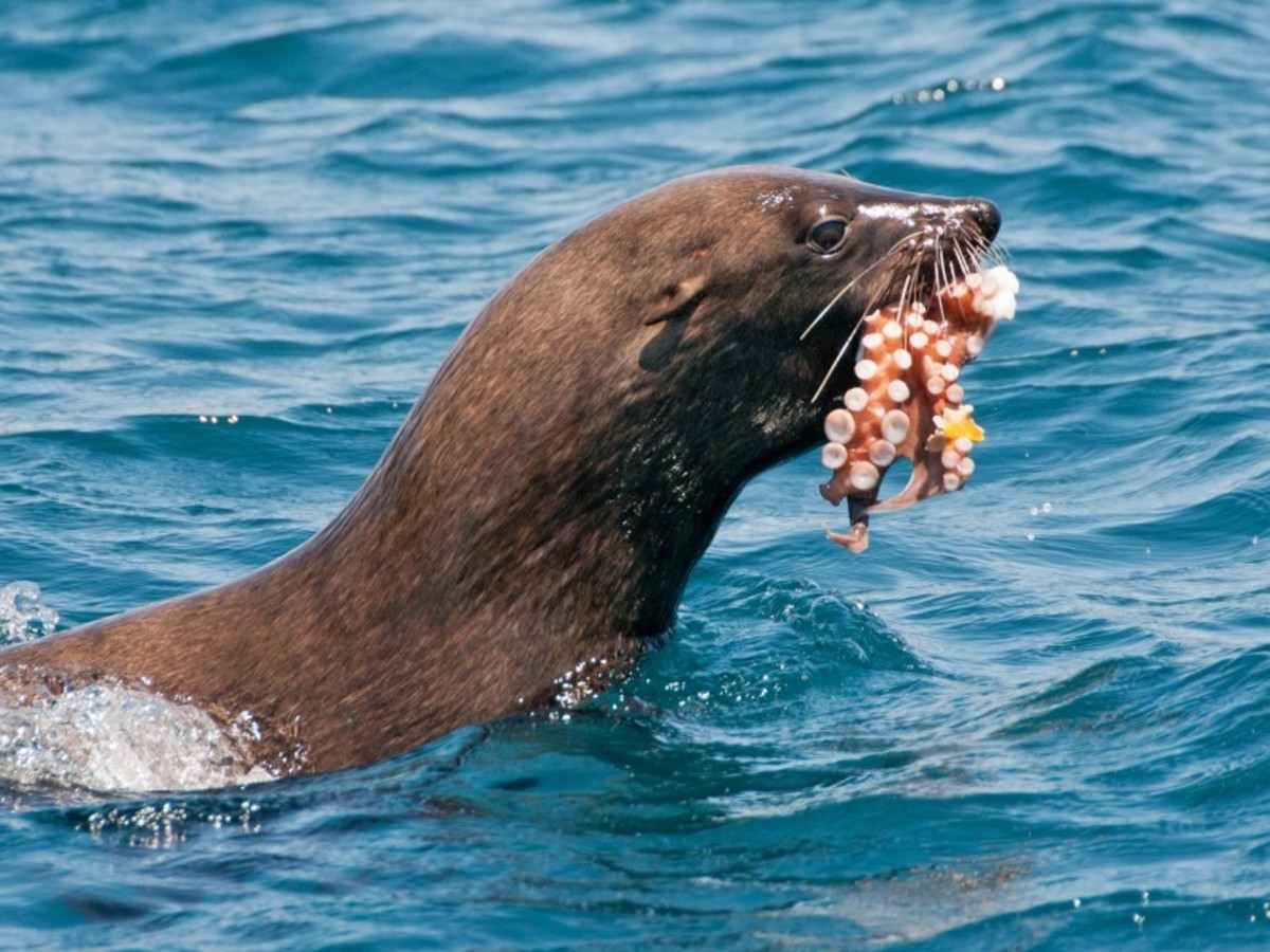 Patchwork Sud Africain 2026 - 4