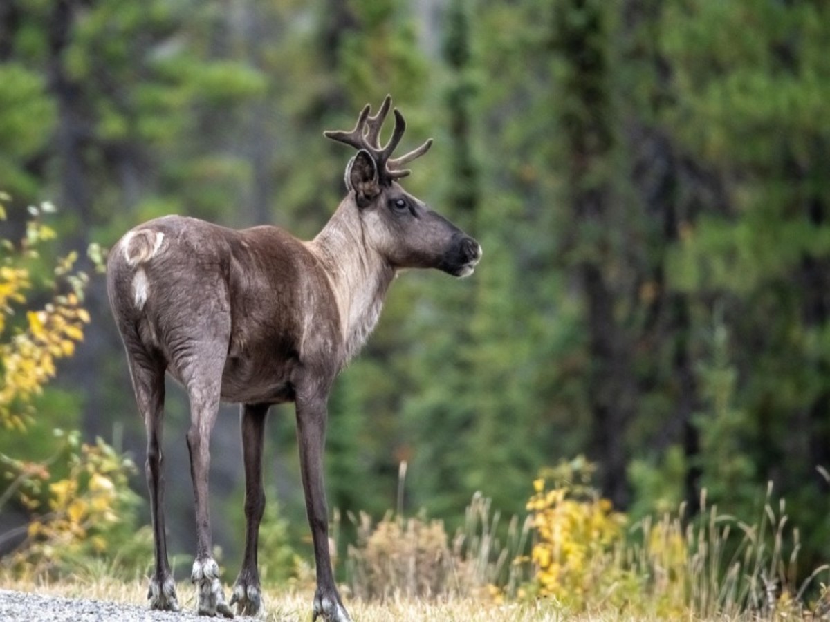 Saveurs Gaspesiennes - 11
