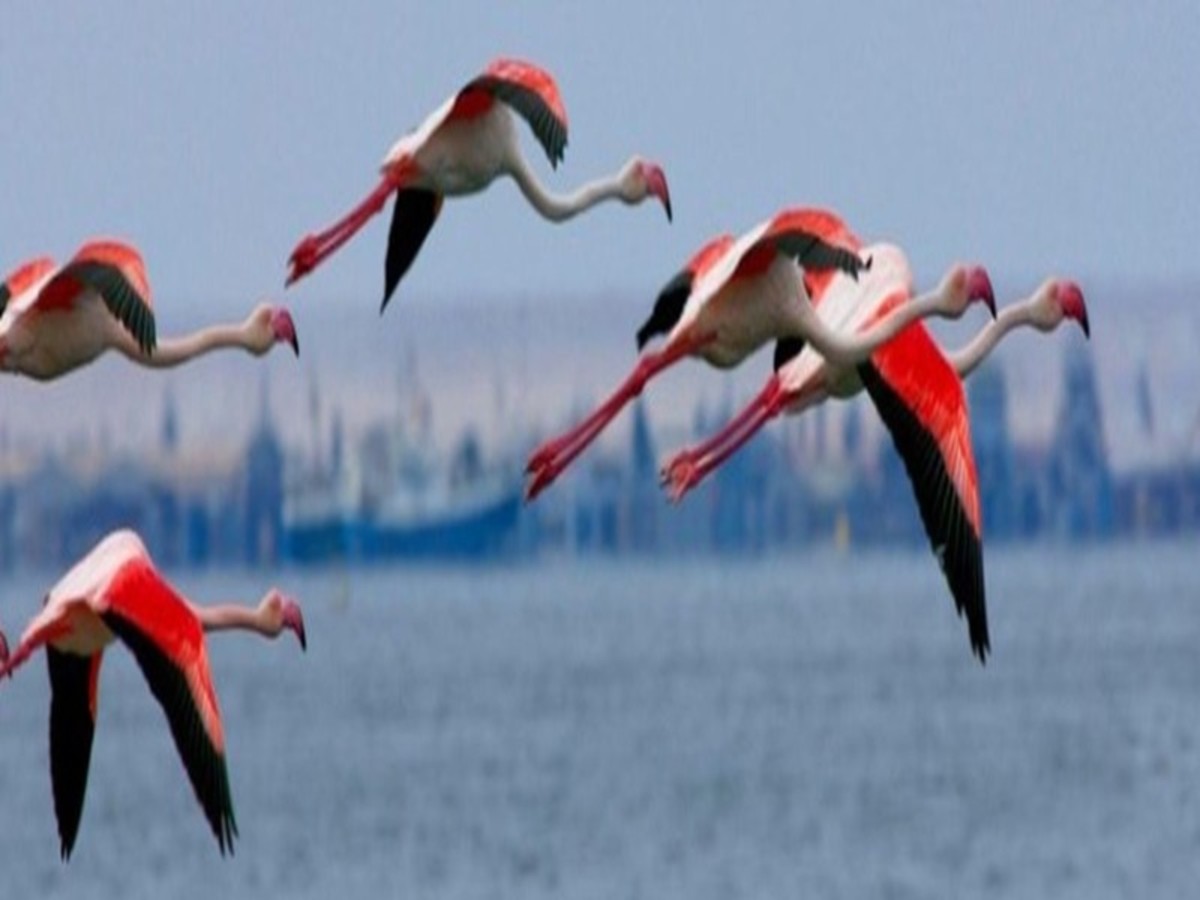 Caprivi, Botswana, & Victoria Falls(CARREFOUR) - 5