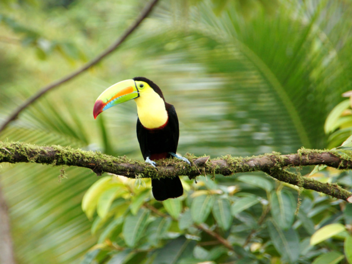 L'Essentiel du Costa Rica + Punta Leona 12 Jours / 11 Nuits - 11