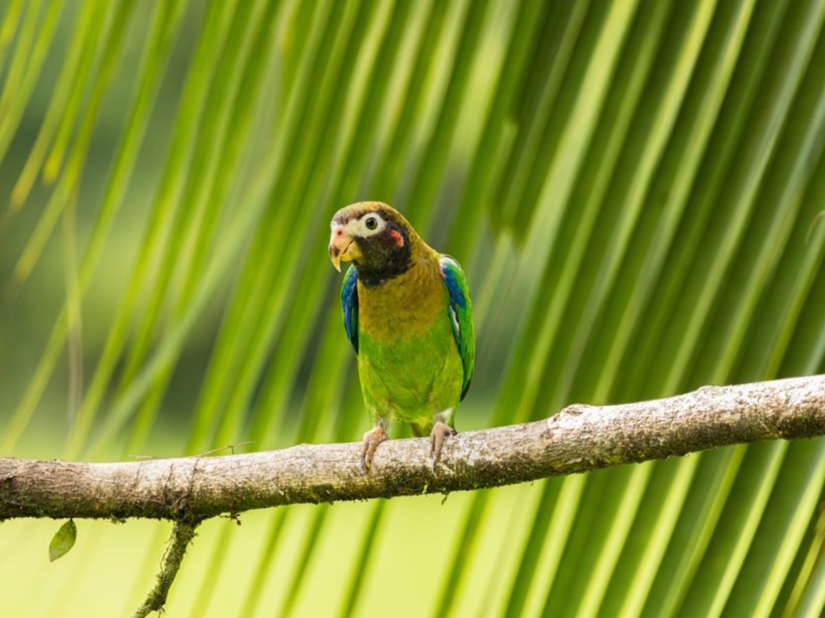 Rendez-vous en Terre Tica 2026 - 3
