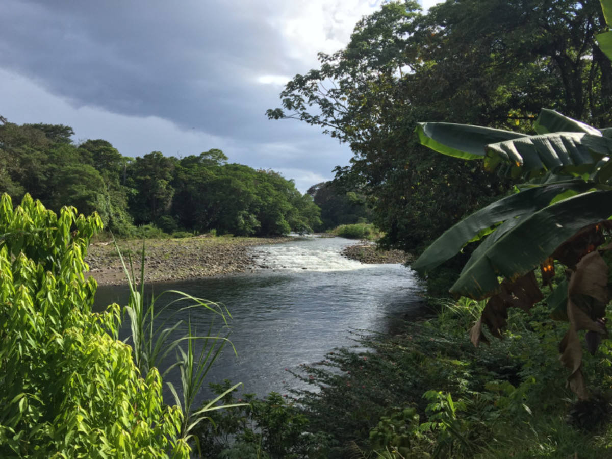 Balade en liberté - Forêt tropicale et plage ensoleillée - 2