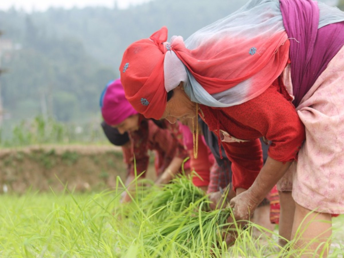 Immersion au Népal - 4