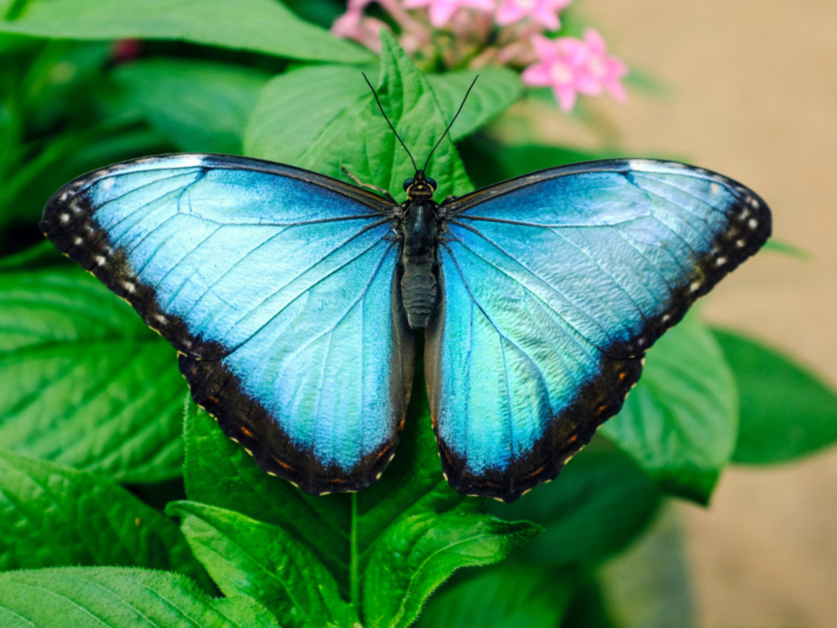 Balade en liberté - Merveilles essentielles du Costa Rica - 7
