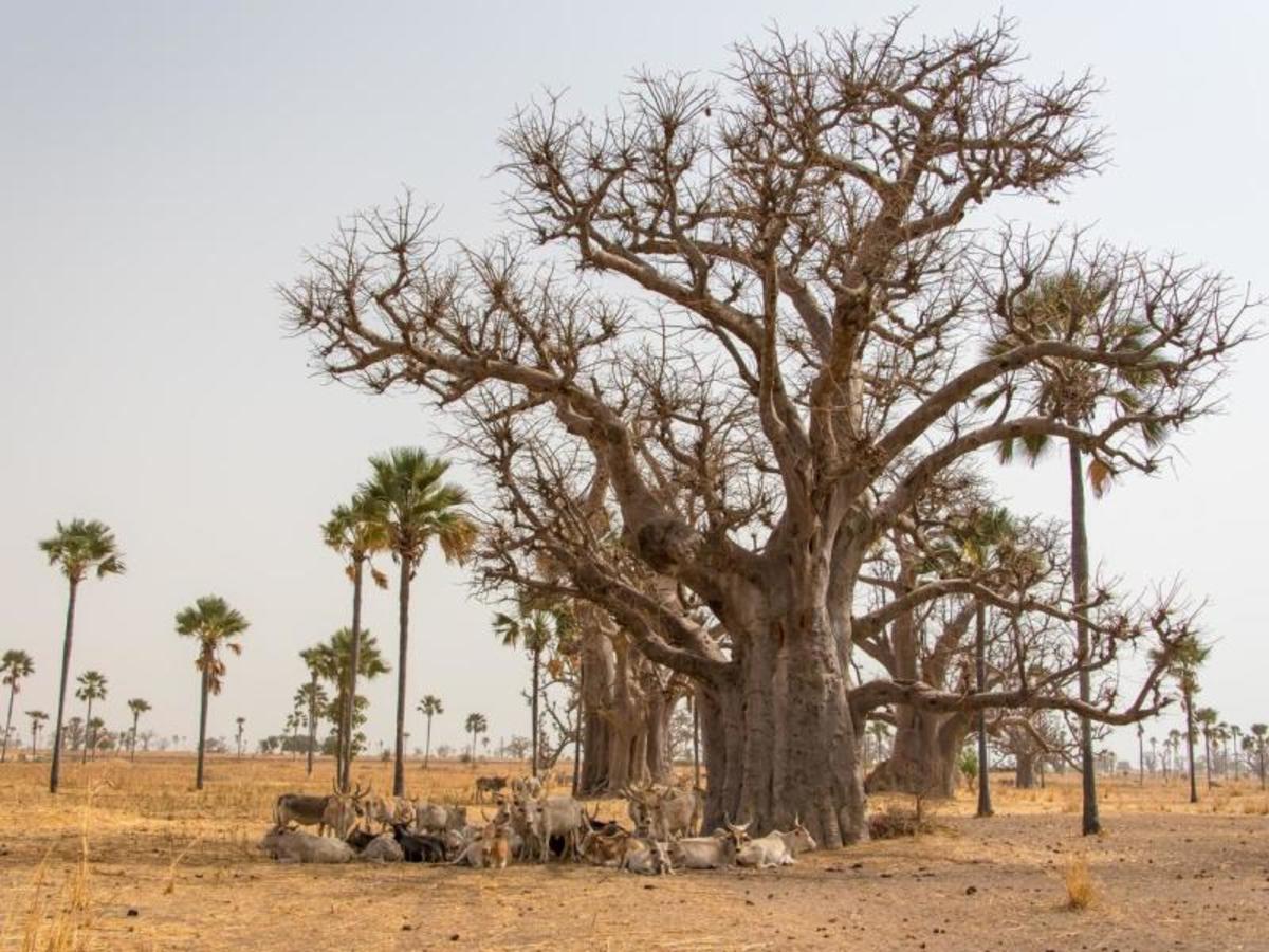 Casamance, Des Iles Et Des Hommes