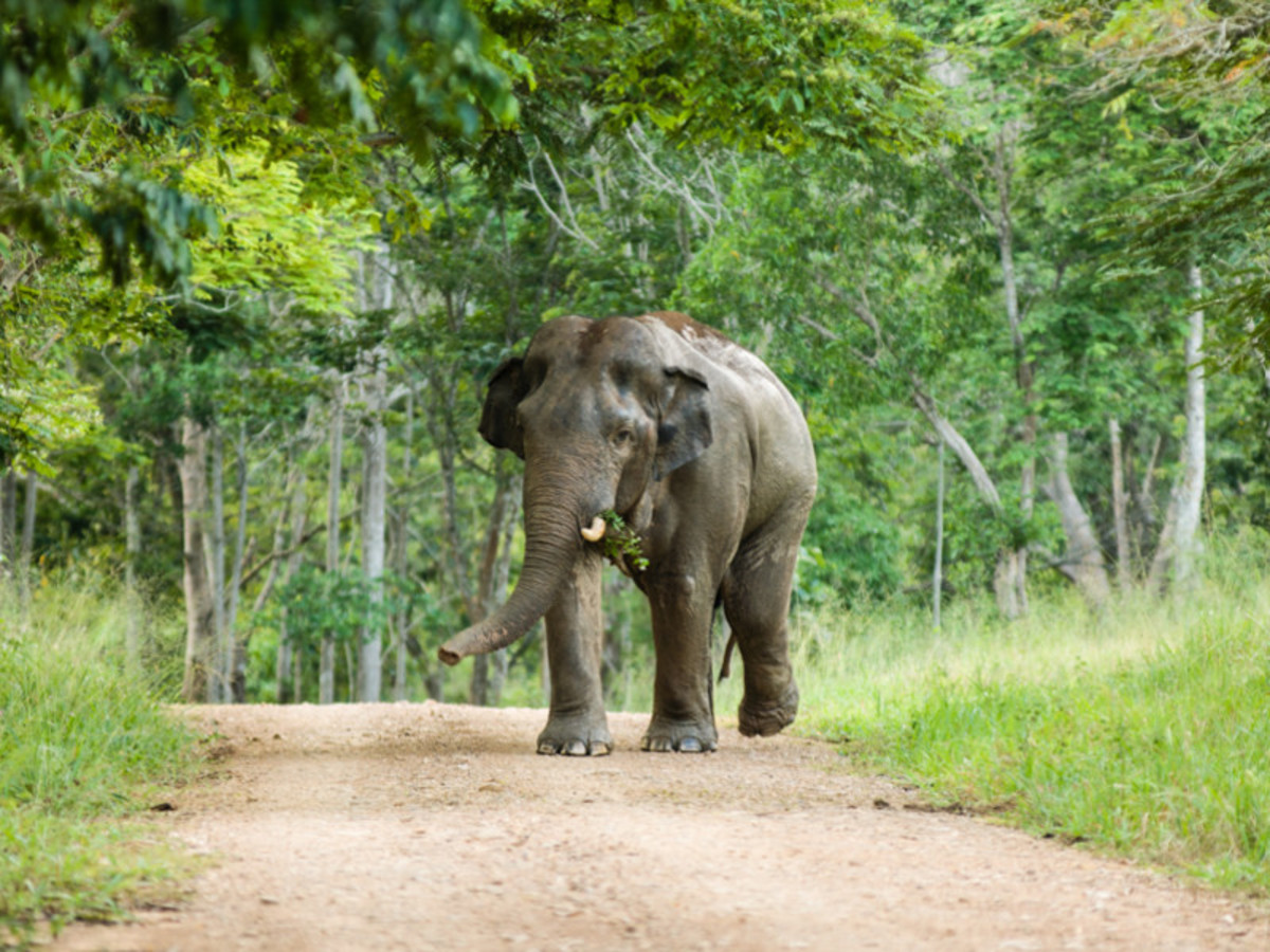O1. Thaïlande à la folie & Hua Hin - 10