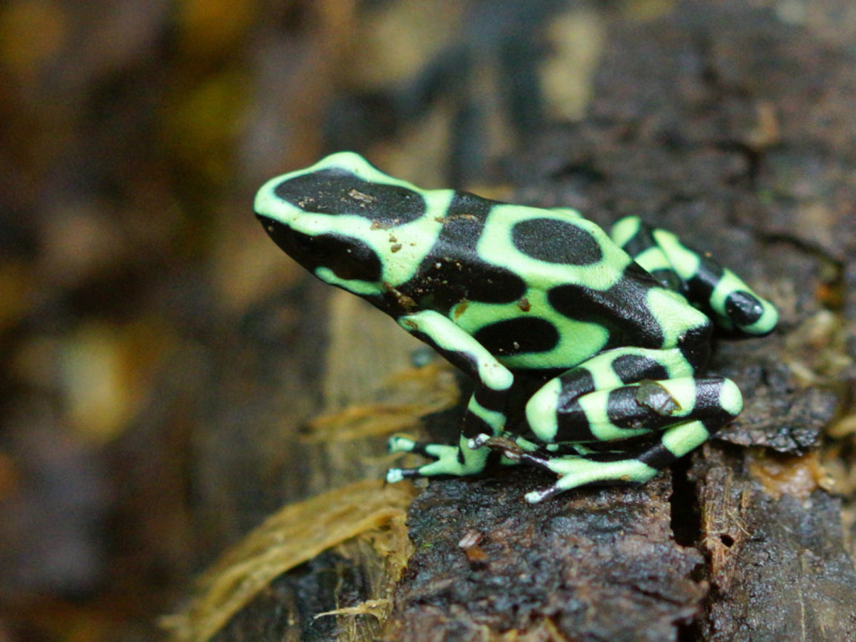 Balade en liberté - Trésors des Caraïbes et joyaux de la forêt tropicale - 8